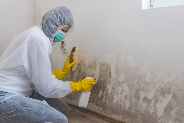 Best Attic Mold Removal  in Middleport, OH